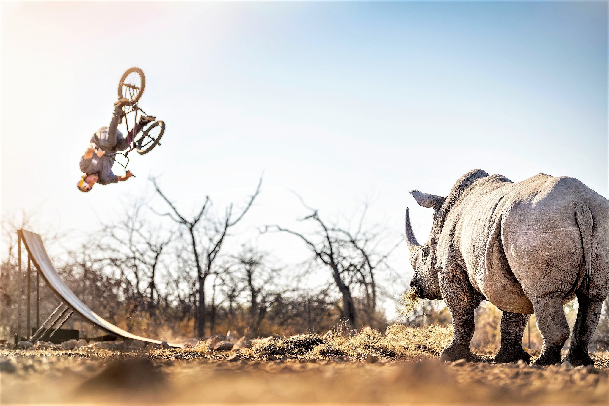 Flair for Rhinos!