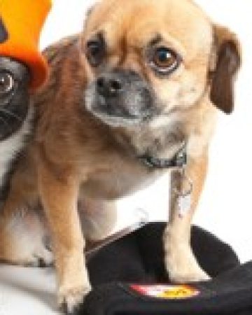 Beanie_Dogs-960×540 Beanie_Dogs-960x540